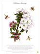 Pollinera Sverige, affisch
