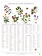 Växtguiden “Så odlar du för pollinatörerna”, affisch
